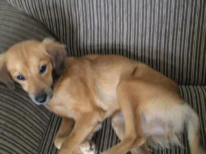 Cachorro raça viralata idade  nome marie