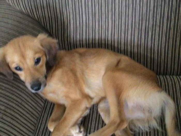 Cachorro ra a viralata idade  nome marie