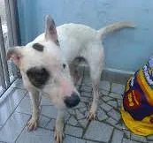 Cachorro ra a BUTERRIER idade 2 anos nome MALQUE