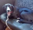laika