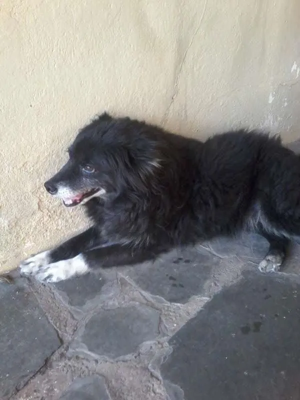 Cachorro raça Basset e Vira lata idade 6 ou mais anos nome Pandora e Lili