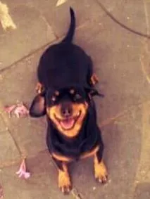 Cachorro raça Basset e Vira lata idade 6 ou mais anos nome Pandora e Lili
