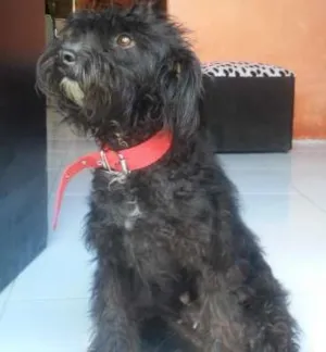 Cachorro raça  idade 2 a 6 meses nome jade