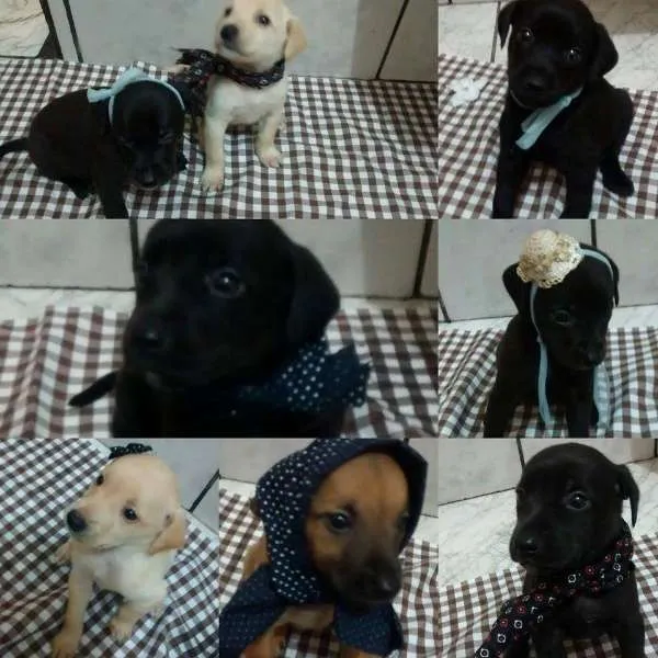 Cachorro raça INDEFINIDA  idade Abaixo de 2 meses nome 4 machos e 4 fêmeas 