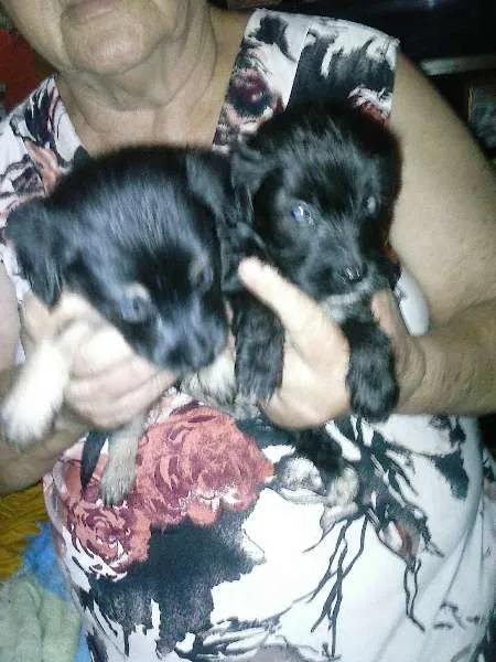 Cachorro ra a nao identificada idade Abaixo de 2 meses nome sem nome