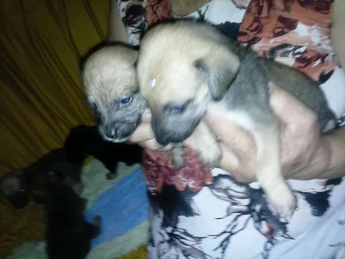 Cachorro ra a nao identificada idade Abaixo de 2 meses nome sem nome
