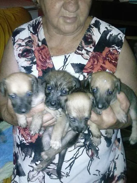 Cachorro ra a nao identificada idade Abaixo de 2 meses nome sem nome