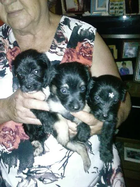 Cachorro ra a nao identificada idade Abaixo de 2 meses nome sem nome