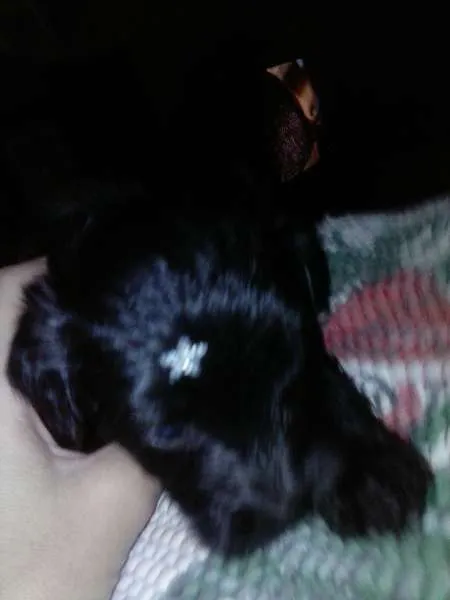 Cachorro ra a nao identificada idade Abaixo de 2 meses nome sem nome