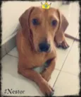 Nestor