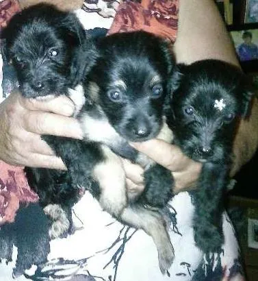 Cachorro ra a nao identificada idade Abaixo de 2 meses nome sem nome