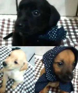 Cachorro raça INDEFINIDA  idade Abaixo de 2 meses nome 4 machos e 4 fêmeas 