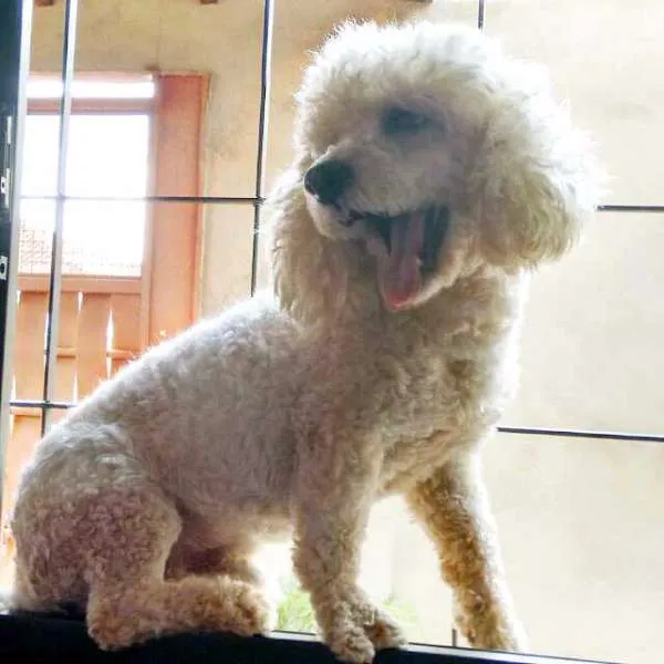 Cachorro ra a Poodle idade 6 ou mais anos nome Floquinho GRATIFICA