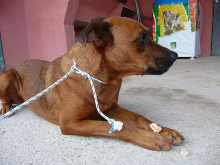 Cachorro ra a SRD idade 3 anos nome Rouge