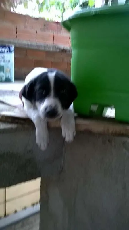 Cachorro ra a vira-lata idade 2 a 6 meses nome Luna