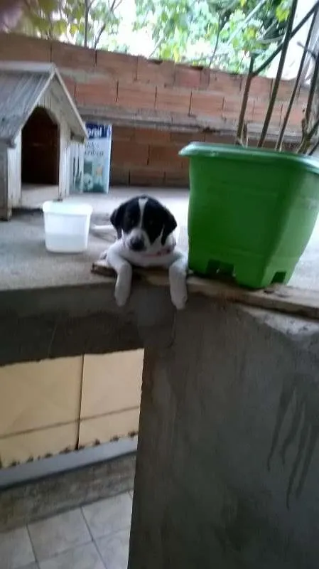Cachorro ra a vira-lata idade 2 a 6 meses nome Luna