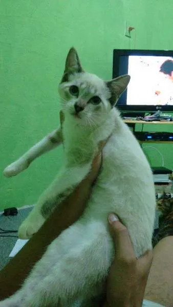 Gato ra a Siamês idade 2 a 6 meses nome Florzinha