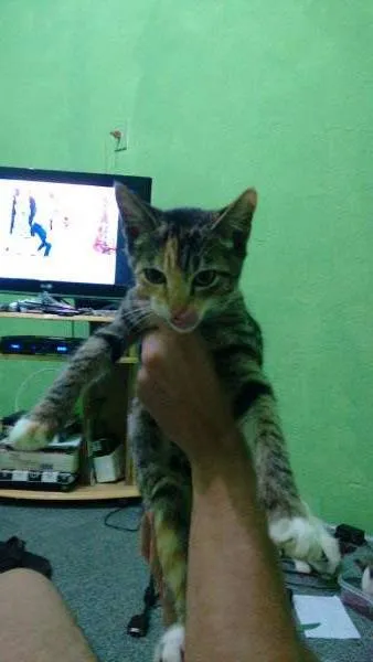 Gato ra a Siamês idade 2 a 6 meses nome Docinho