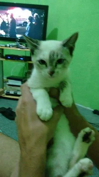 Gato ra a Siamês idade 2 a 6 meses nome Lindinha
