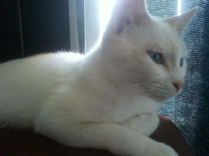 Gato ra a SRD idade 2 a 6 meses nome sem nome