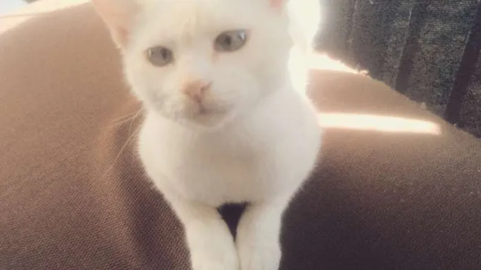 Gato ra a SRD idade 2 a 6 meses nome sem nome