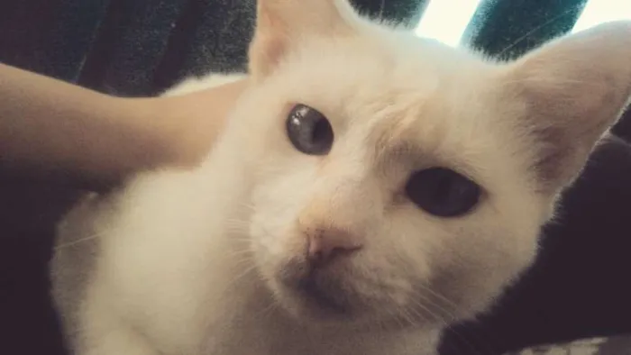 Gato ra a SRD idade 2 a 6 meses nome sem nome