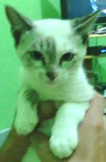 Gato ra a Siamês idade 2 a 6 meses nome Lindinha