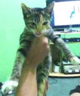Docinho