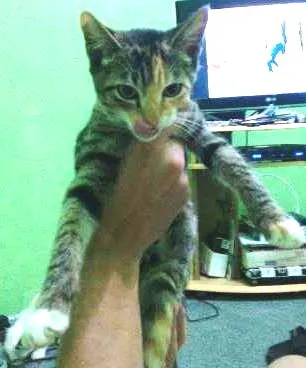 Gato ra a Siamês idade 2 a 6 meses nome Docinho