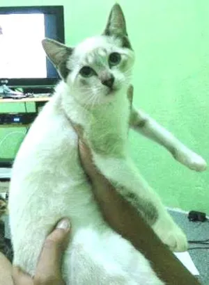 Gato raça Siamês idade 2 a 6 meses nome Florzinha