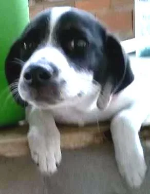 Cachorro raça vira-lata idade 2 a 6 meses nome Luna