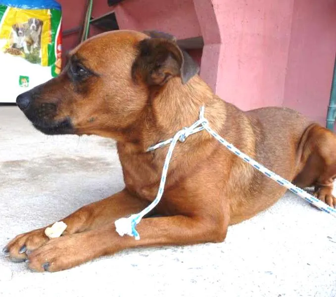 Cachorro ra a SRD idade 3 anos nome Rouge