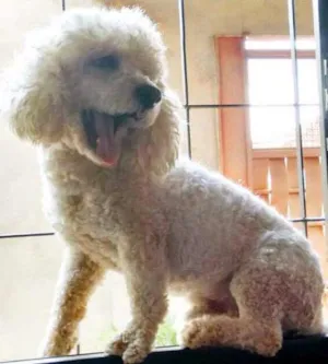 Cachorro raça Poodle idade 6 ou mais anos nome Floquinho GRATIFICA