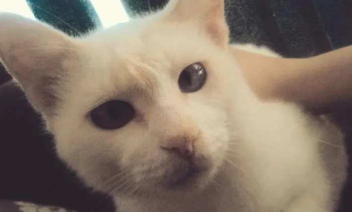 Gato ra a SRD idade 2 a 6 meses nome sem nome