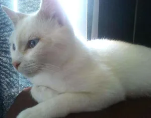 Gato raça SRD idade 2 a 6 meses nome sem nome