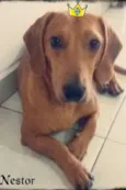 Nestor