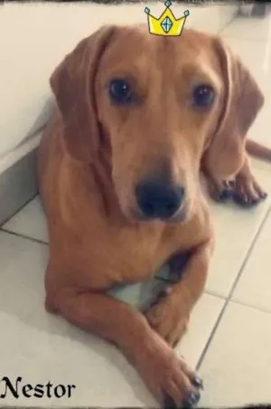 Cachorro raça Dachshund idade 1 ano nome Nestor