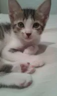 Bigode Grosso , Tig