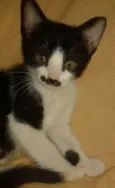 Bigode Grosso , Tig