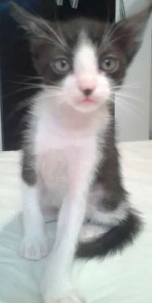 Gato ra a Gatas idade Abaixo de 2 meses nome Bigode Grosso , Tig