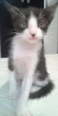 Bigode Grosso , Tig