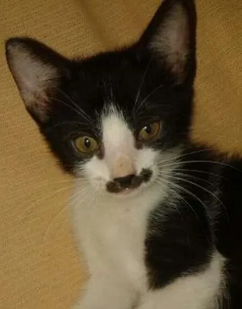 Gato ra a Gatas idade Abaixo de 2 meses nome Bigode Grosso , Tig