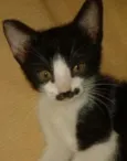 Bigode Grosso , Tig