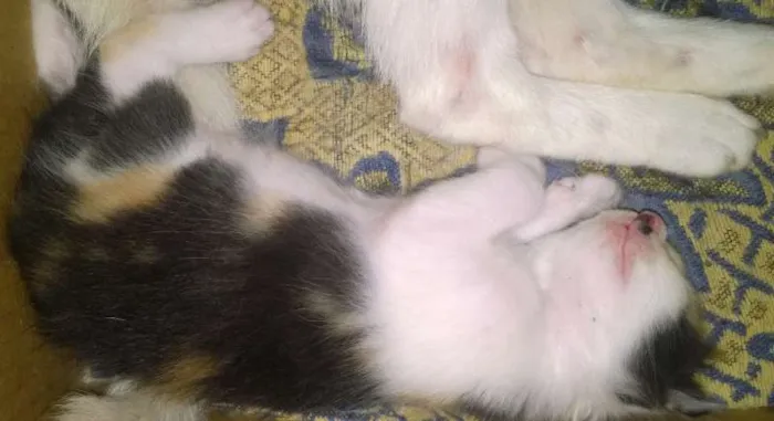Gato raça srd idade Abaixo de 2 meses nome Ja foram adotados