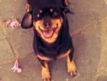 Cachorro raça Basset e Vira lata idade 6 ou mais anos nome Pandora e Lili