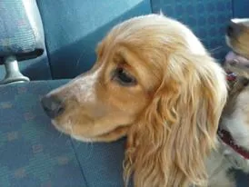 Cachorro ra a Cocker idade 3 anos nome Espiro