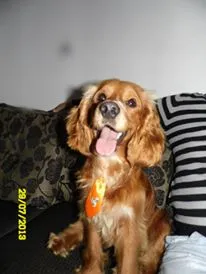 Cachorro ra a Cocker idade 3 anos nome Espiro
