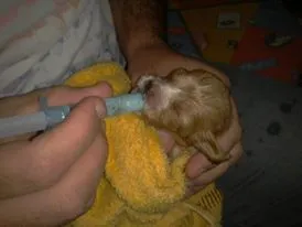 Cachorro ra a Cocker idade 3 anos nome Espiro