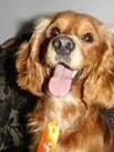 Cachorro ra a Cocker idade 3 anos nome Espiro