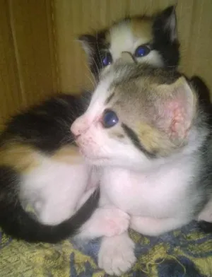 Gato raça srd idade Abaixo de 2 meses nome Ja foram adotados